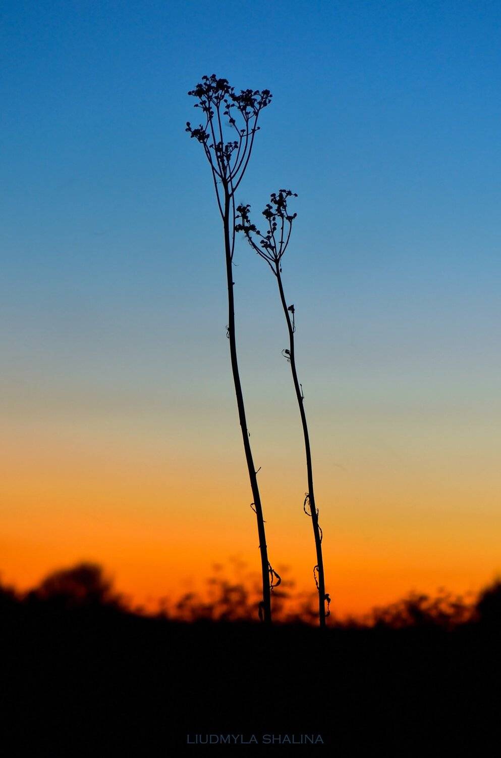 закат , пара , природа, Людмила Шалина