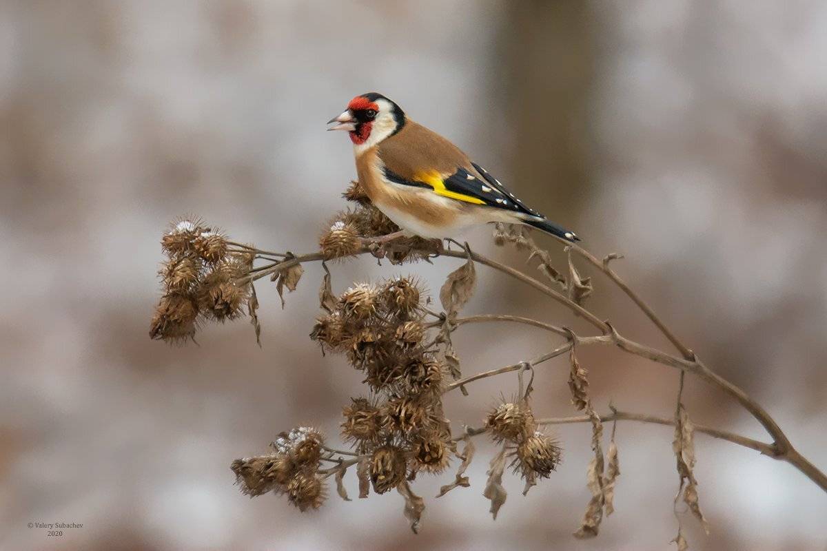 , Валерий Субачев