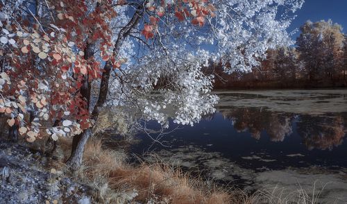 Цыганка-осень.