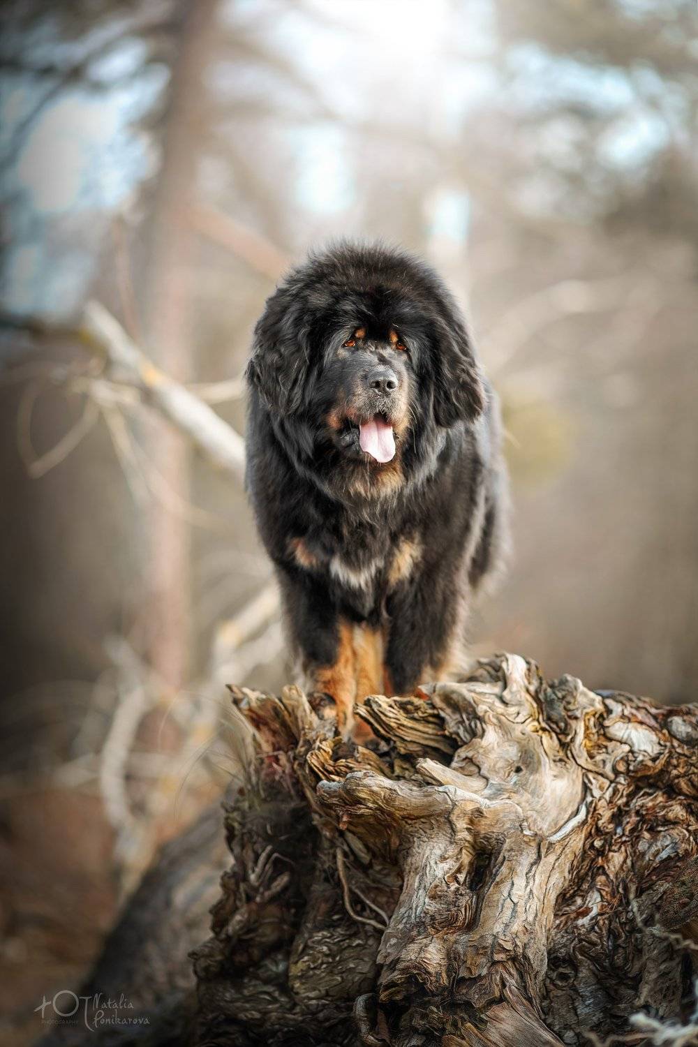 , Наталия Поникарова