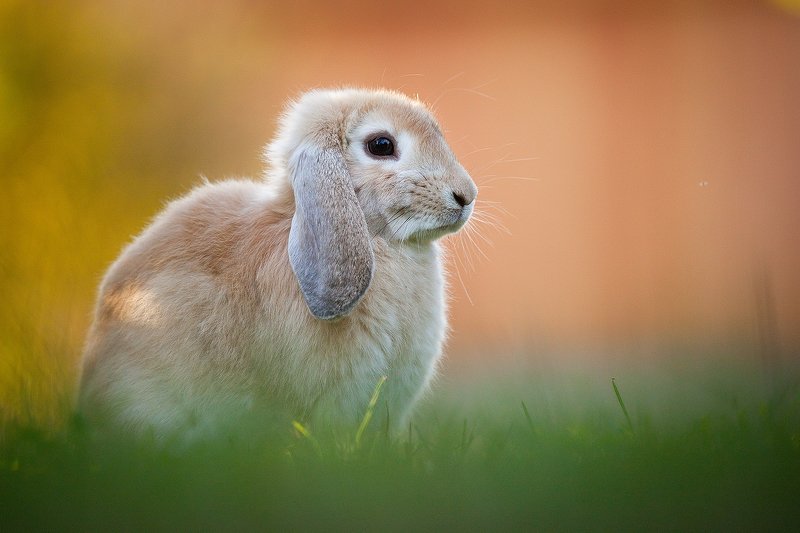 Rabbit фото превью