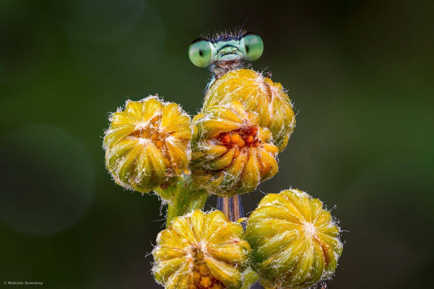 макро,стекинг,вега-11у,стрекоза, Максим Сумской