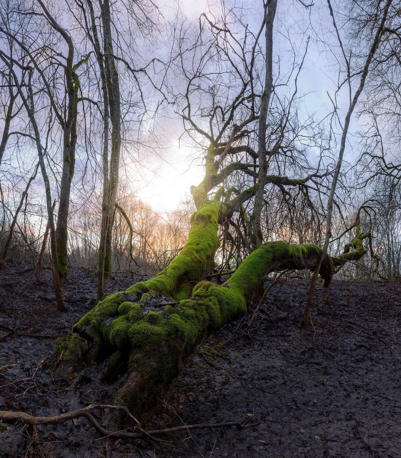 дерево, лес, ленинградская область, север, Павел Ващенков