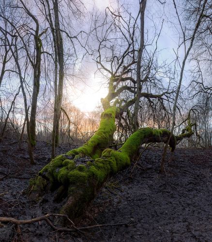 Зеленый исполин