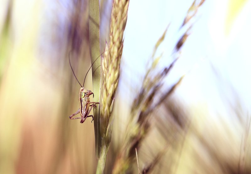 Лето.солнце.поле. В траве сидел кузнечик. фото превью