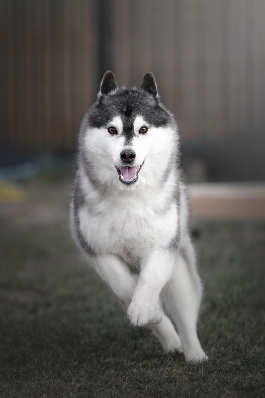 сибирский хаски Fishka фото превью