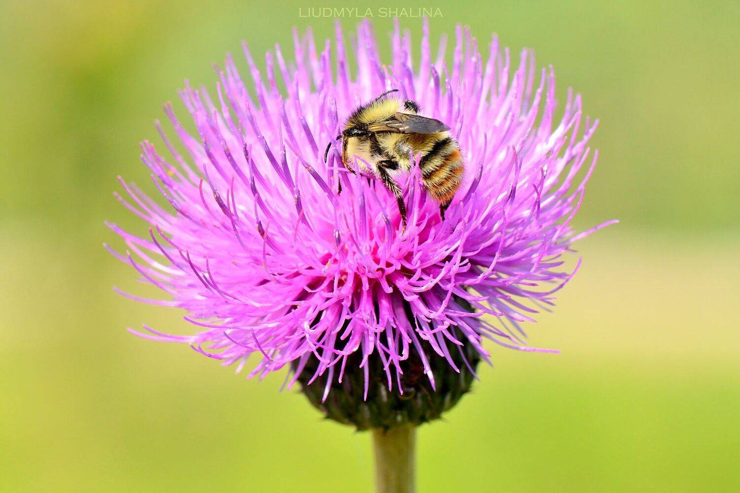 цветение , пчела , лето, Людмила Шалина