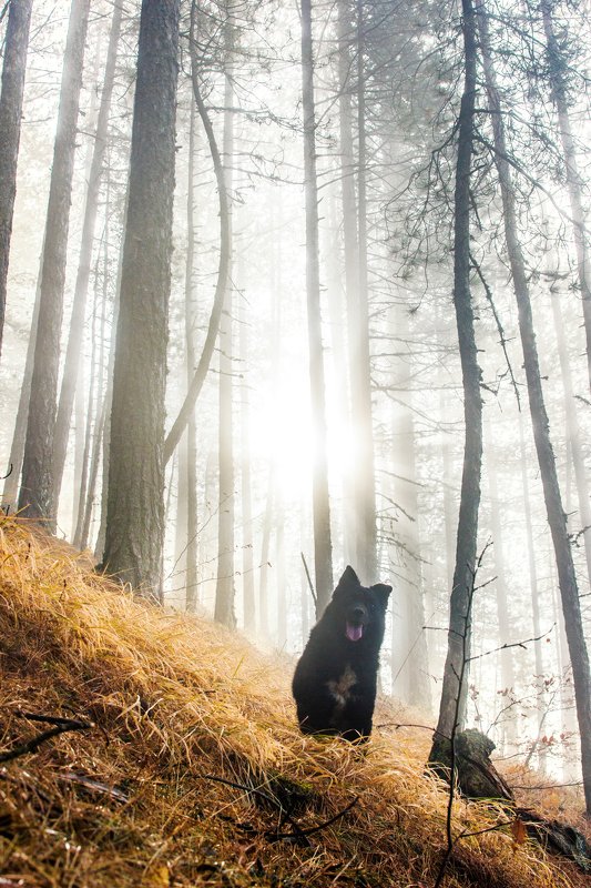 Forest spirit фото превью