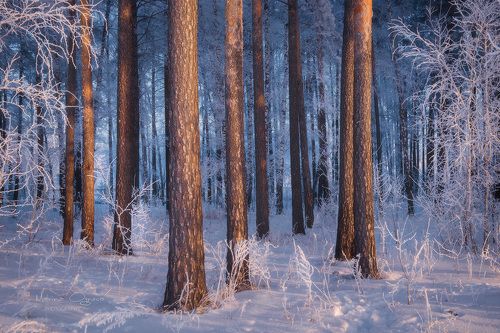 Камерная, уютная зима
