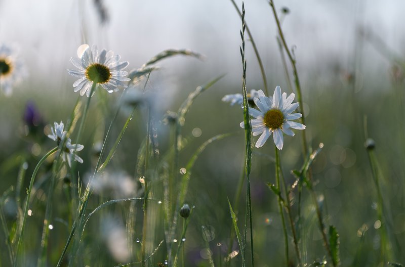 the morning of my favorite flowers фото превью