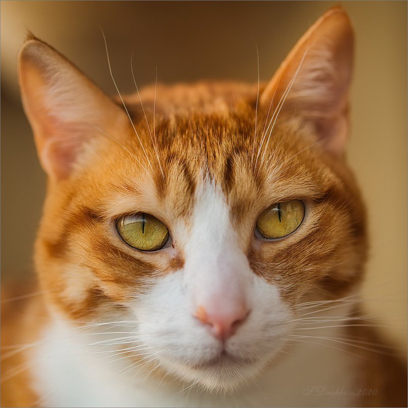 кошки, животные, портрет Why not? фото превью