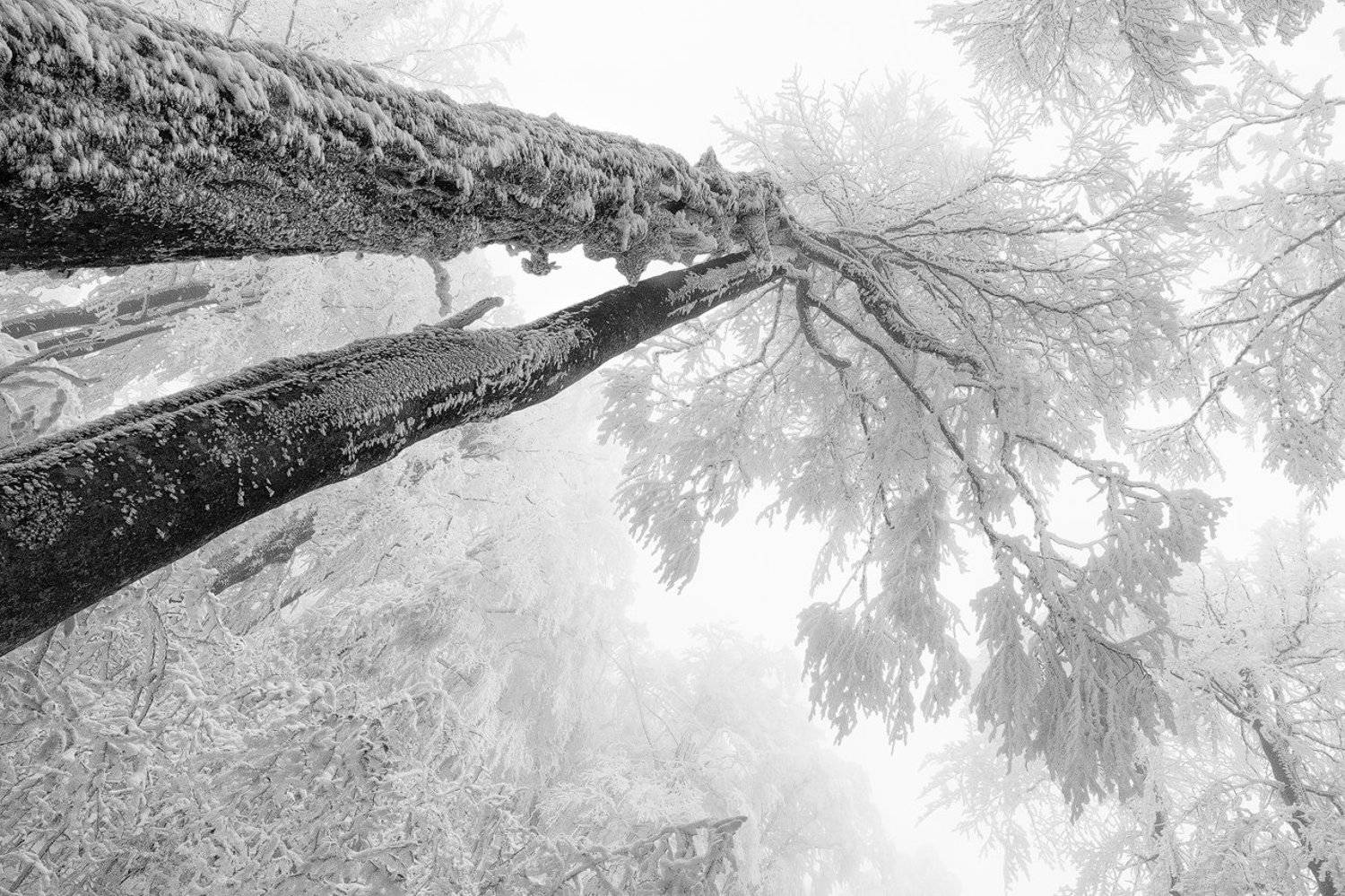 , Деян Косев