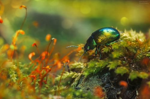 Листоед мятный зеленый