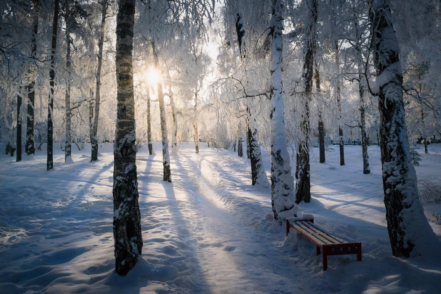 иней, снег, деревья, зима, Екатерина Назарова