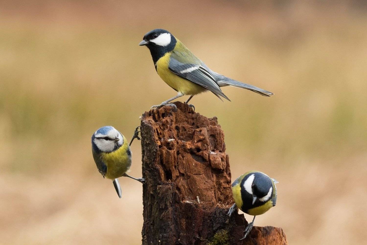 , Janina J?drzejewska-Szombara