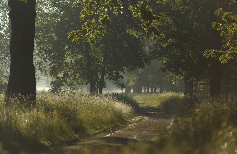питер, пушкин, царскоесело, царское, баболовскийпарк, пейзаж, природа К свету . . . фото превью