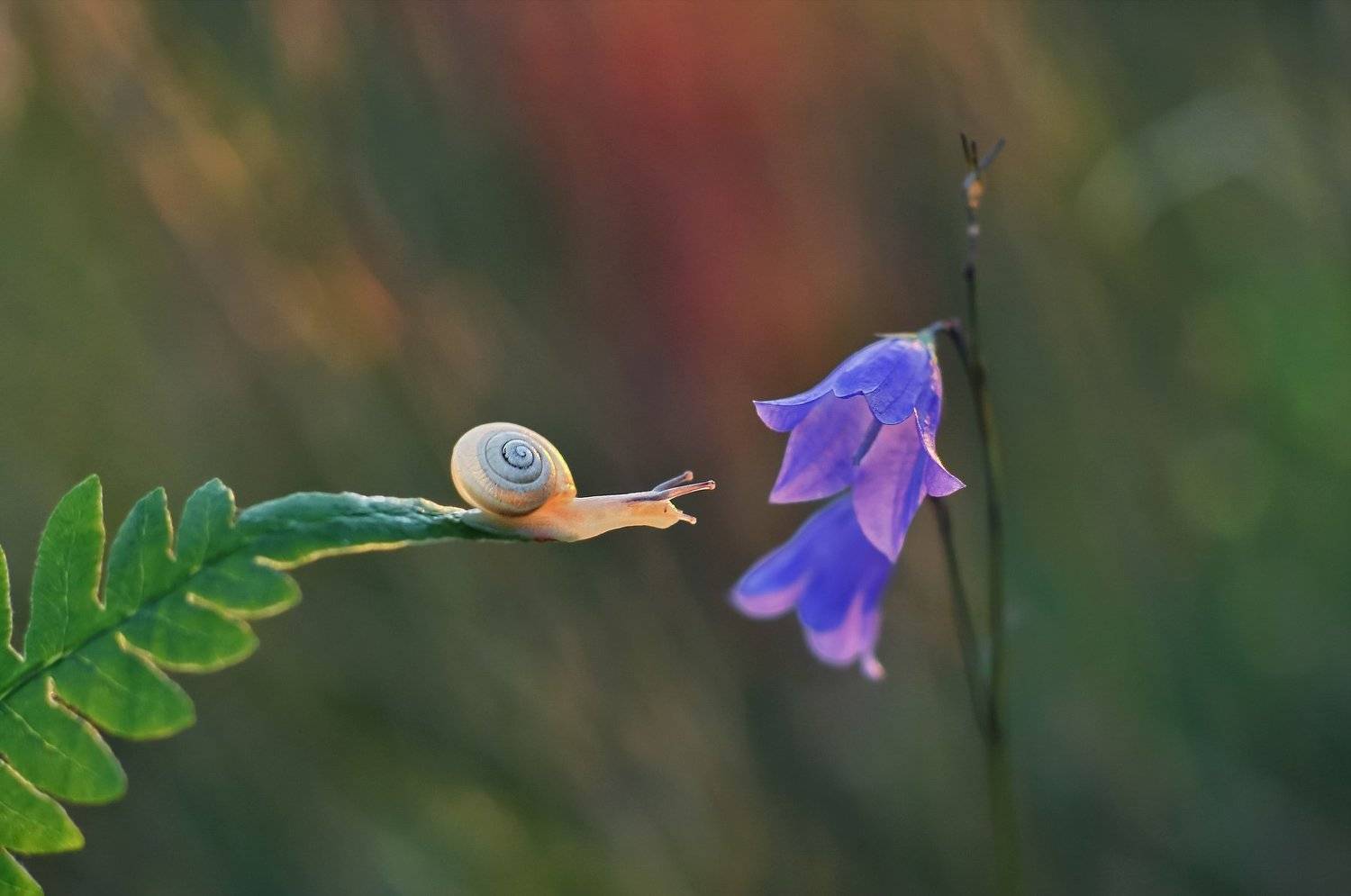 улитка, закат, Александр Гвоздь