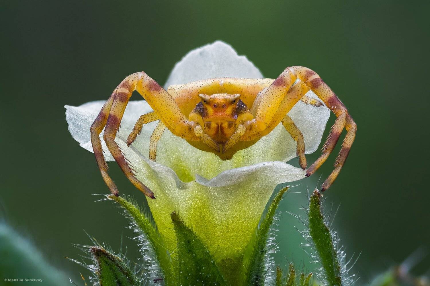 макро,стекинг,вега-11у, Максим Сумской