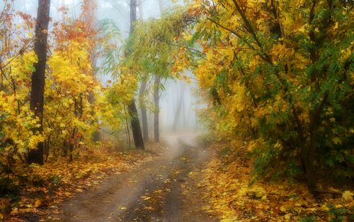 Как огненно клёны сияют в тумане