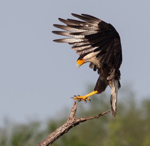 Каракара - Crested Caracara