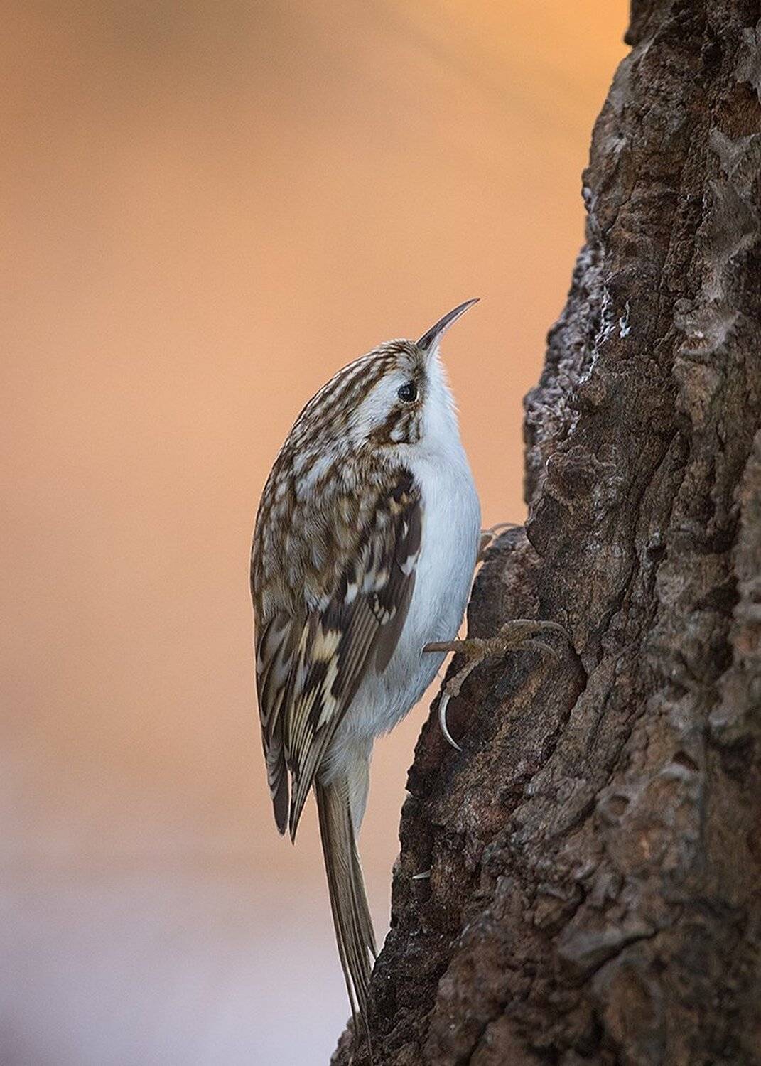 Treecreeper. Автор: Robert Adamec , Robert Adamec