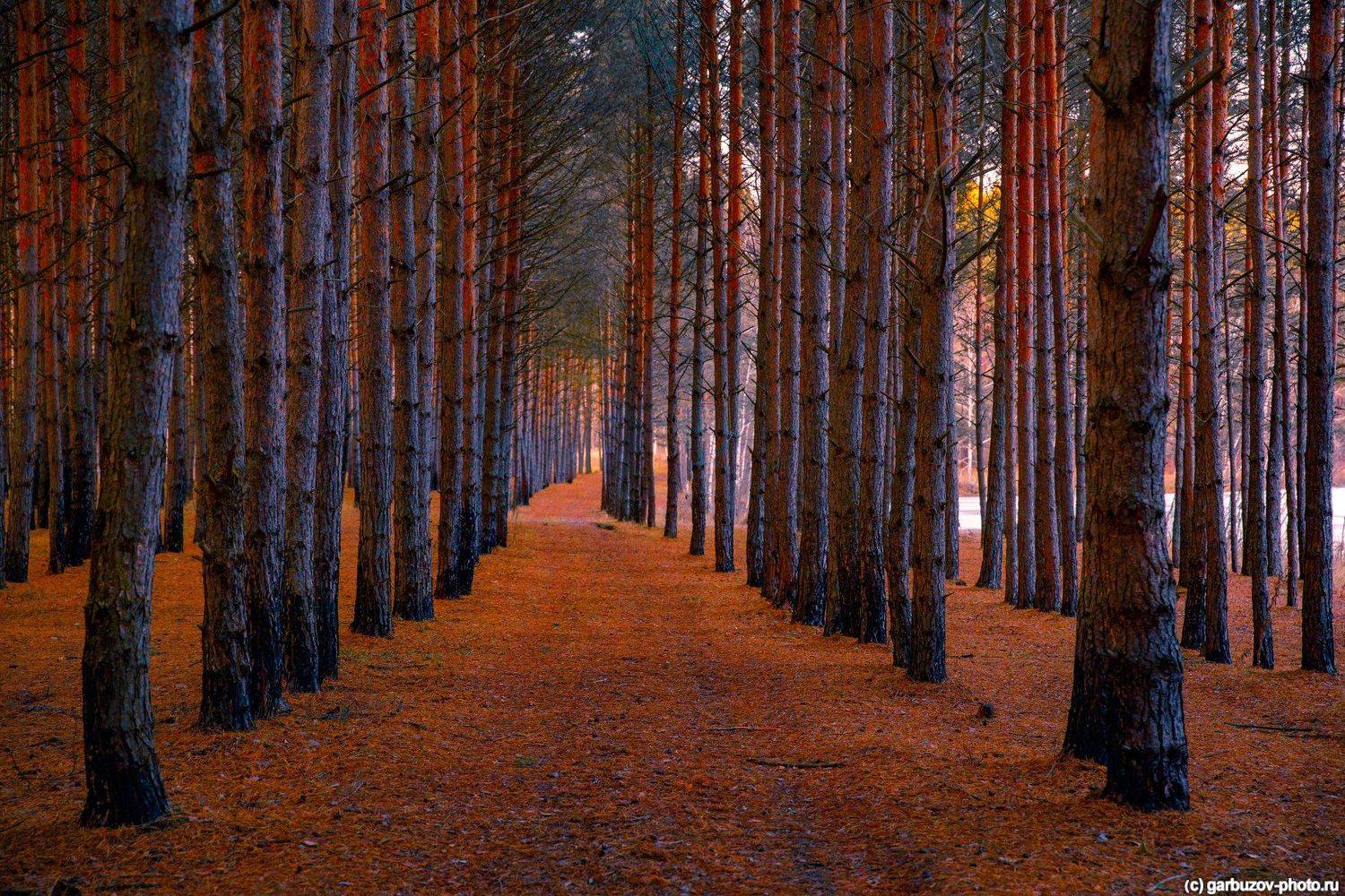 , Гарбузов Илья