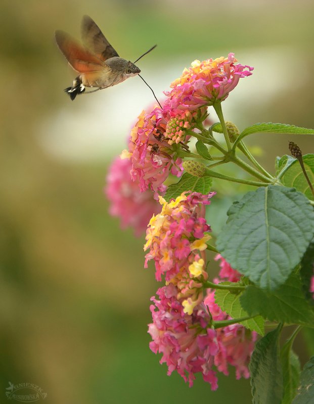 Zawisak фото превью