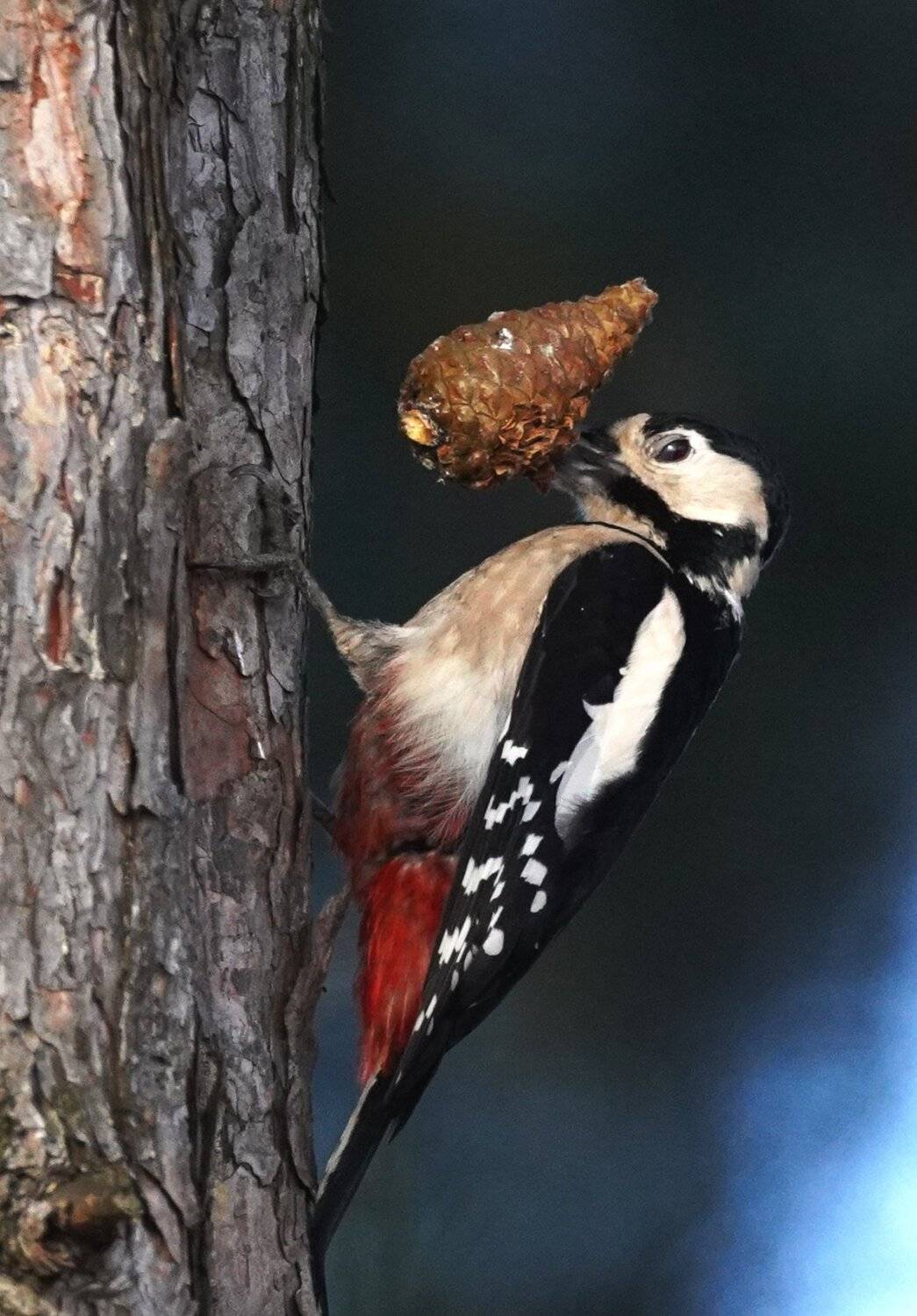 , Красимир Георгиев