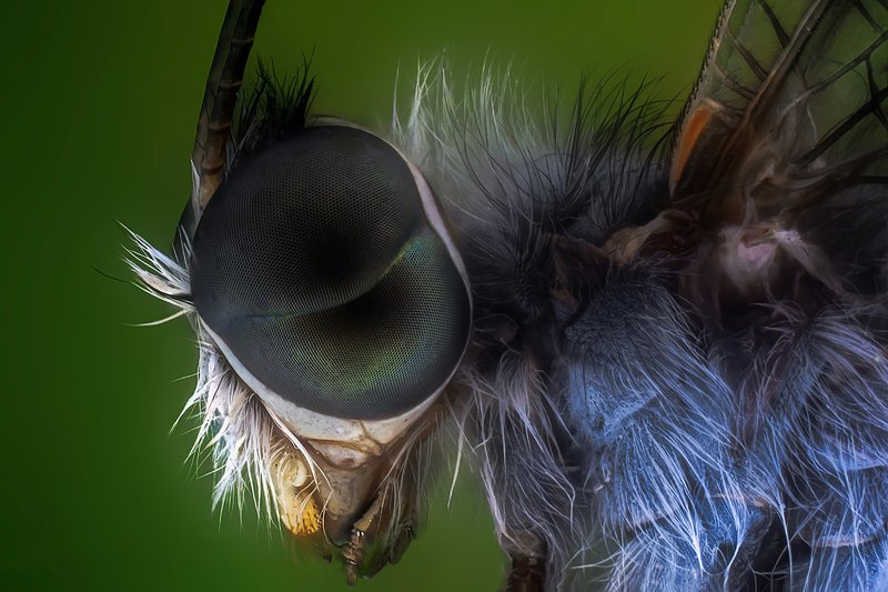 owlflies фото превью