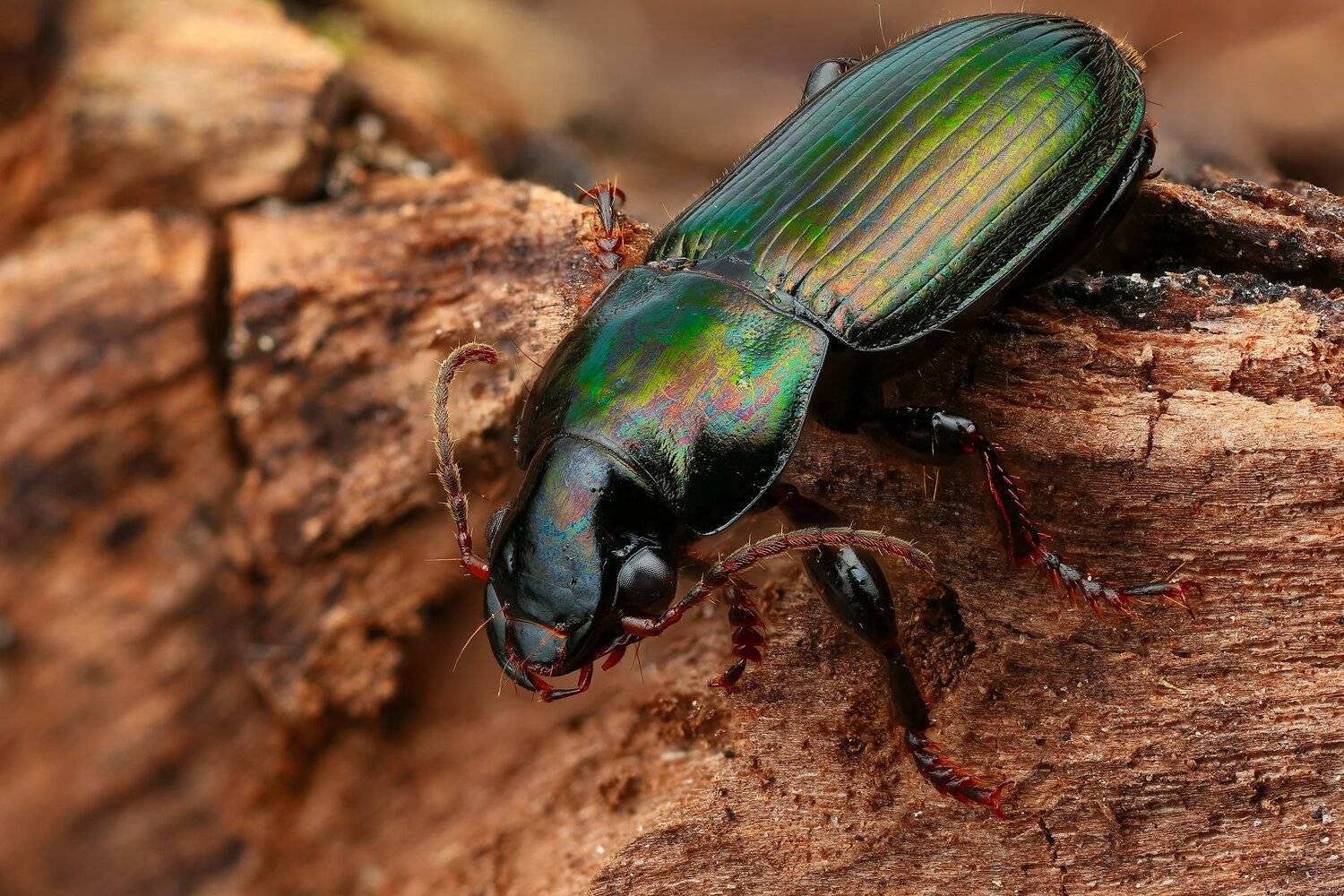 жук макро природа усы цвет зеленый кора, Андрей Шаповалов
