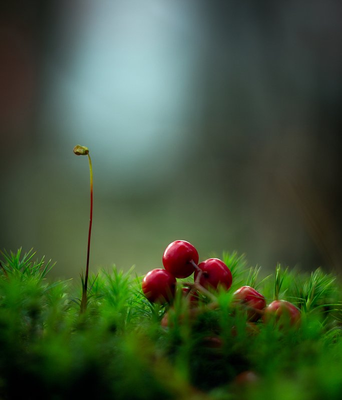 *** фото превью