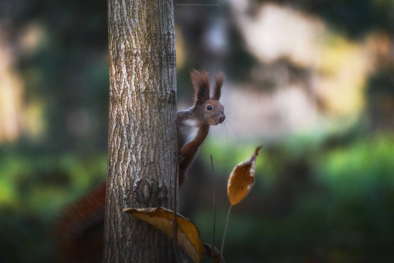белка, животные, природа, осень, любопытство, Slava Lucky