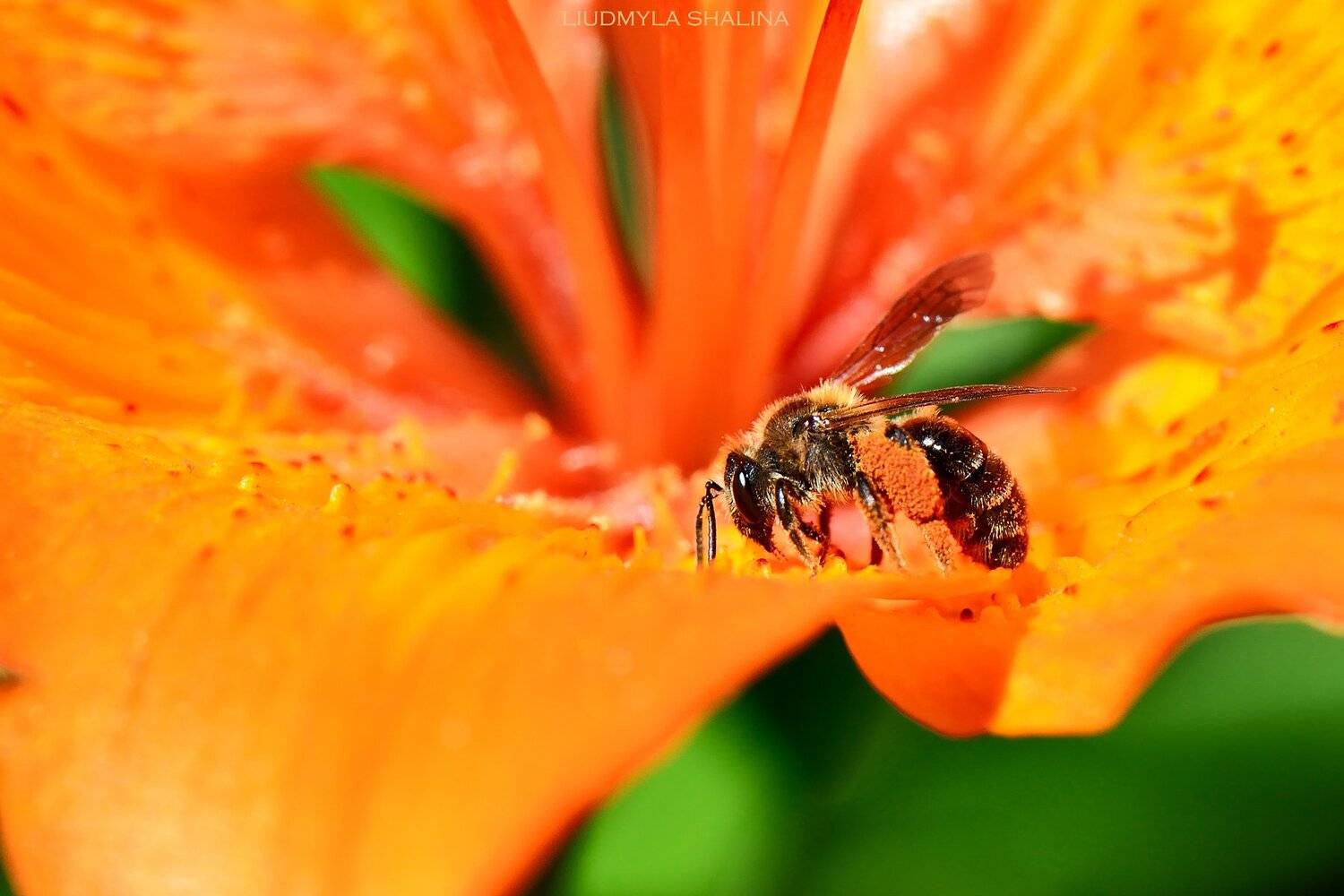 пчела , весна , цветение , лилия, Людмила Шалина