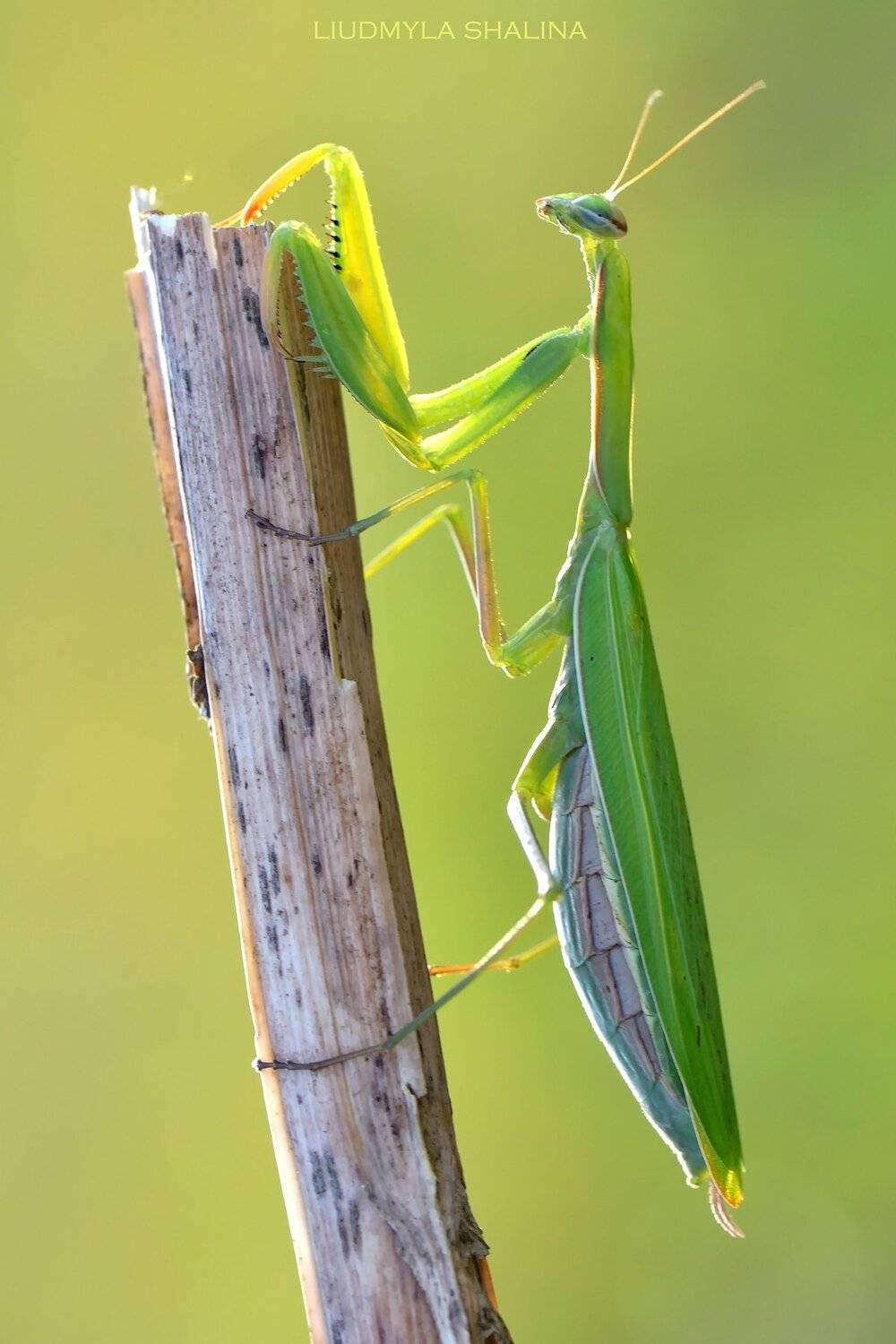 богомол , лето , на лугу , природа, Людмила Шалина