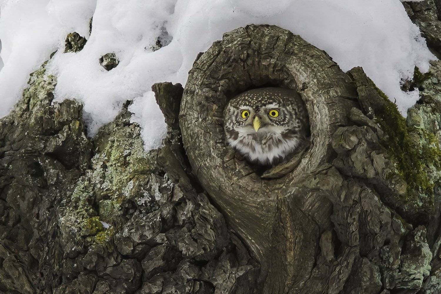 птица, сыч, дупло, лес, Наталия Сытина