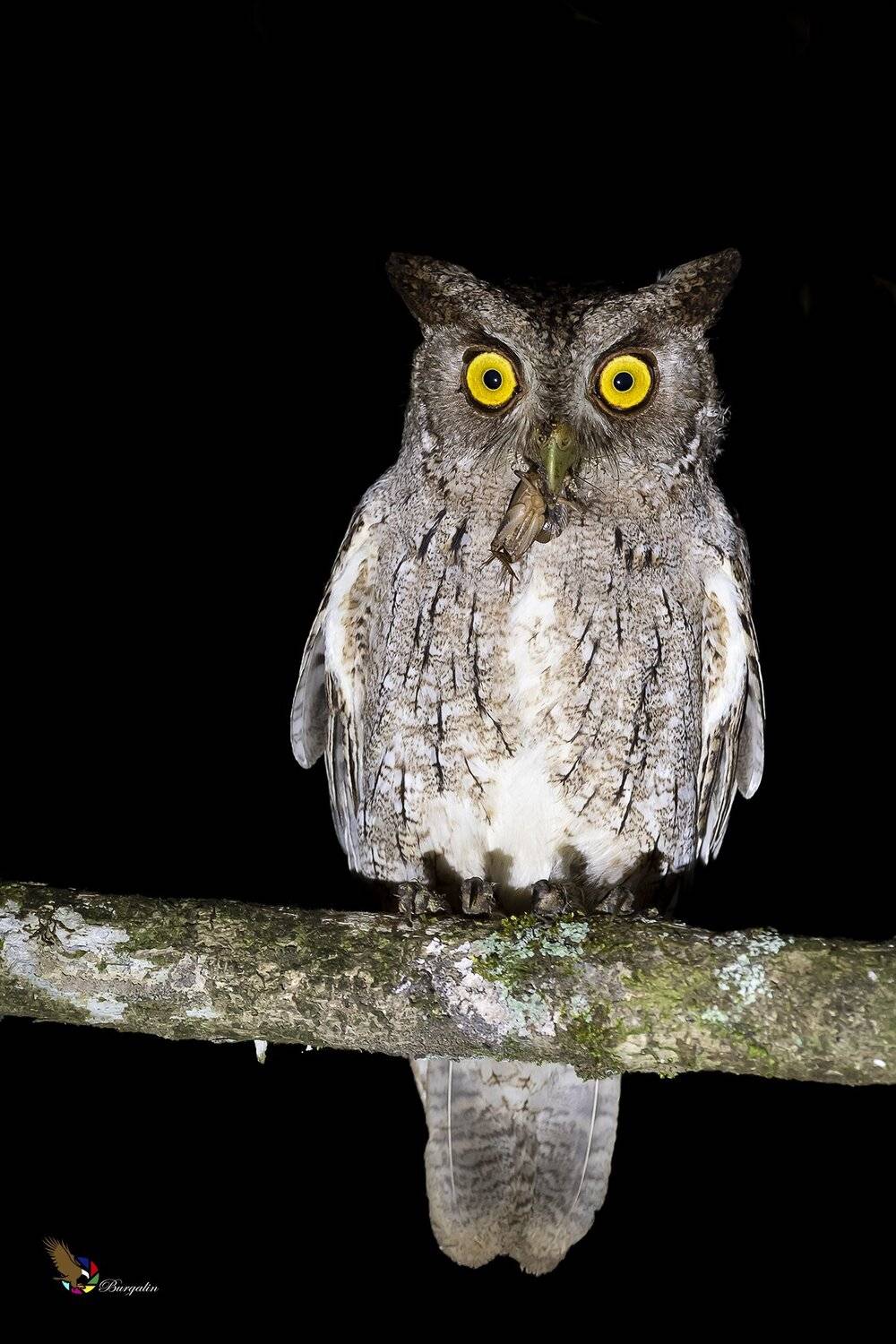 , Fernando Burgalin Sequeira