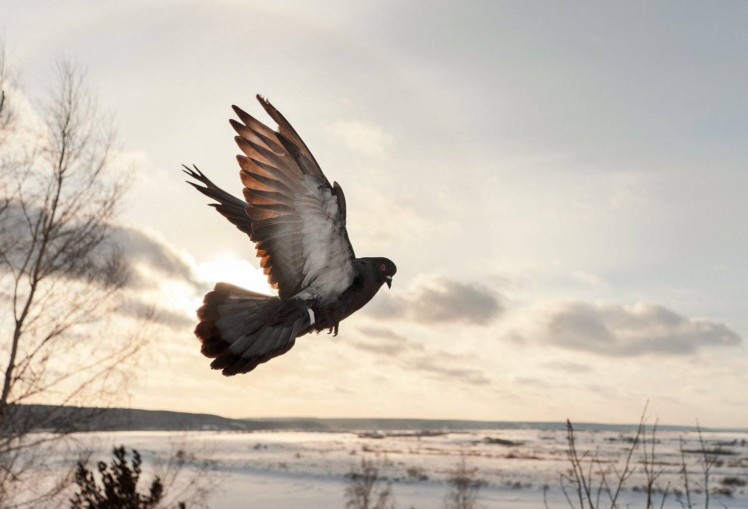 птицы, пейзаж, полёт, Цвелёв Дмитрий