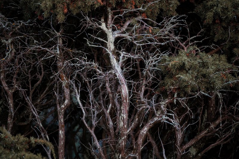 Expansion фото превью