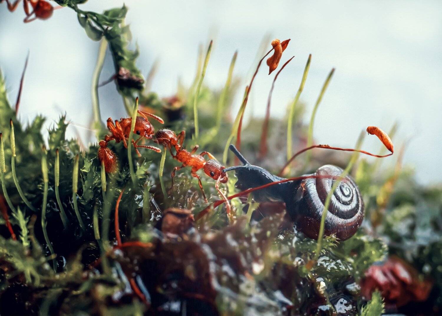 макро муравьи улитка природа мох, Анастасия Третьякова