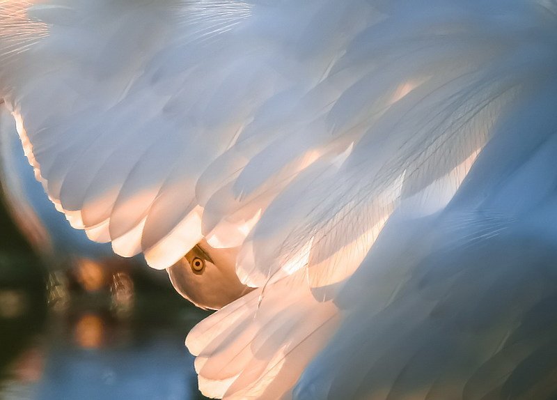 Игра в прятки. фото превью