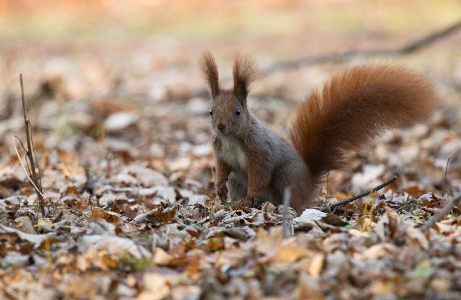 , Janina J?drzejewska-Szombara