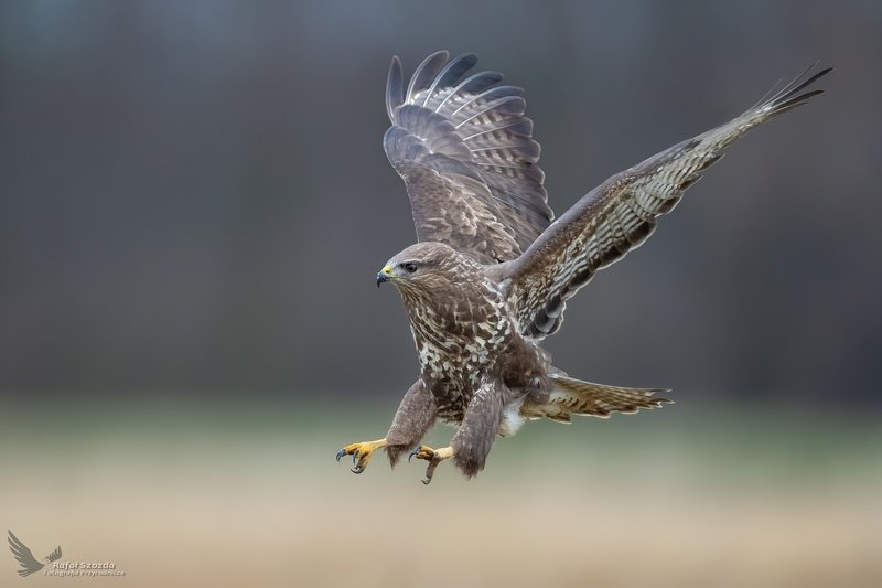 Myszołów, Common Buzzard (Buteo buteo) ... 2020r фото превью