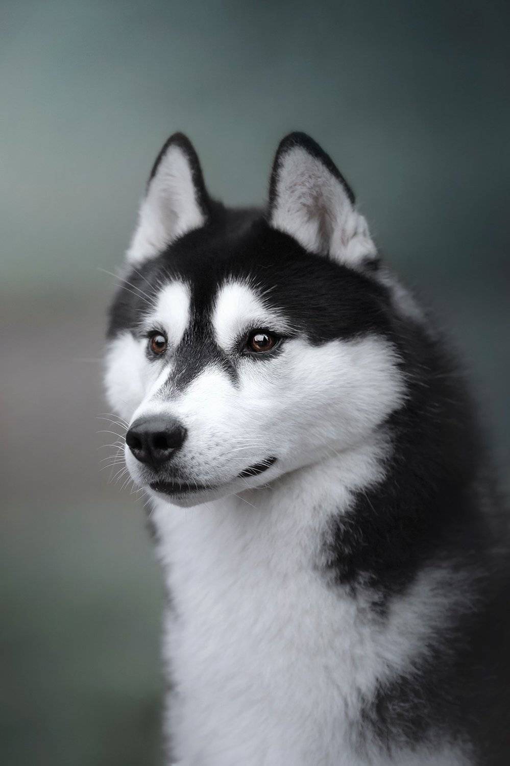 сибирский хаски, Erika Tsogoeva