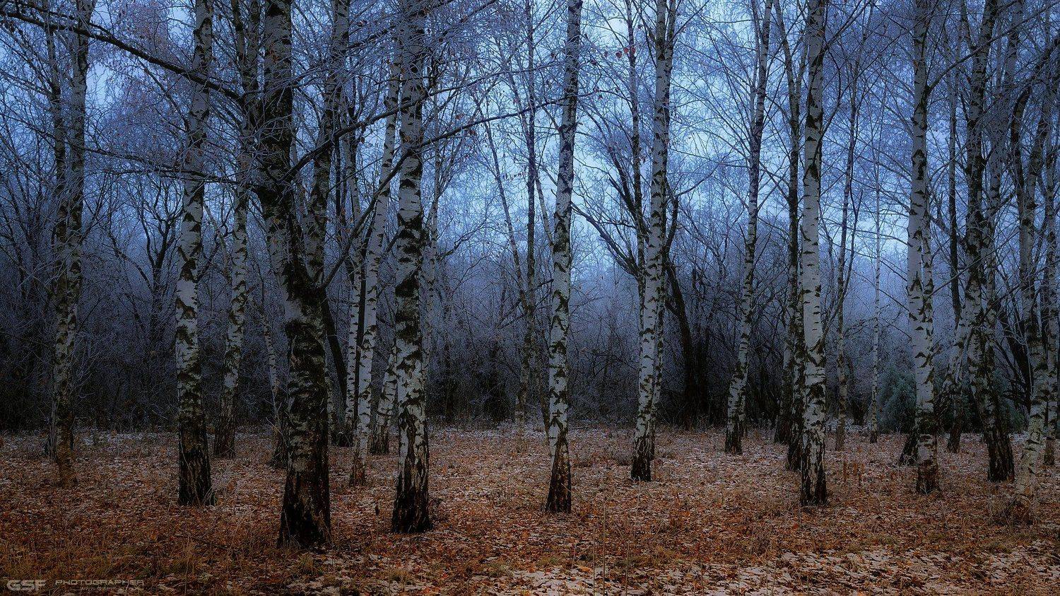 пейзаж природа осень березы мороз сумерки, Serj Master