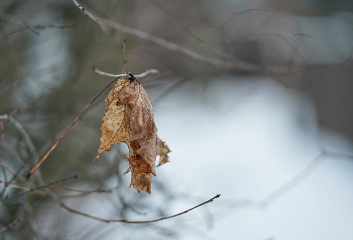 , Курлянцев Алексей