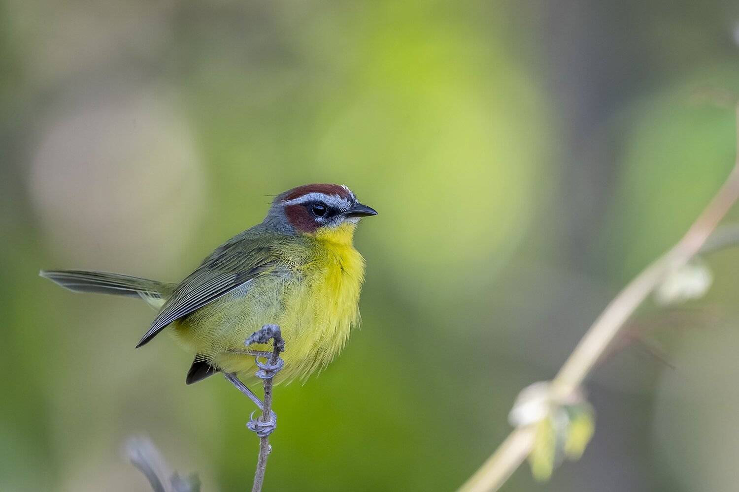 , Fernando Burgalin Sequeira