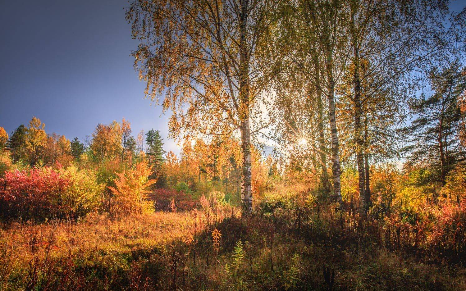 , Евгений Луцко