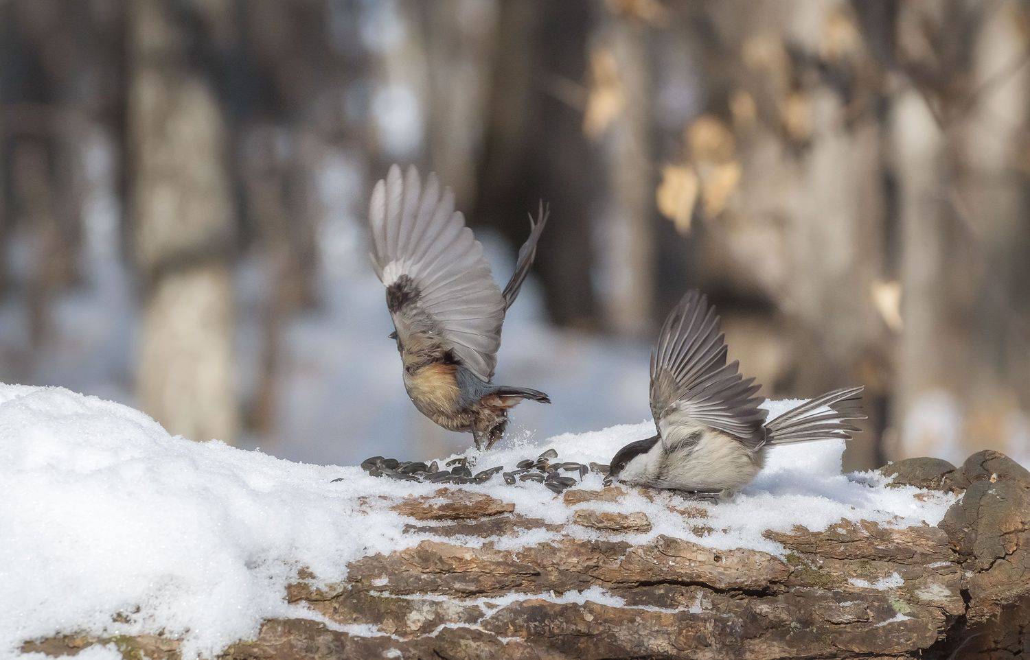 , Шинкарева Елена