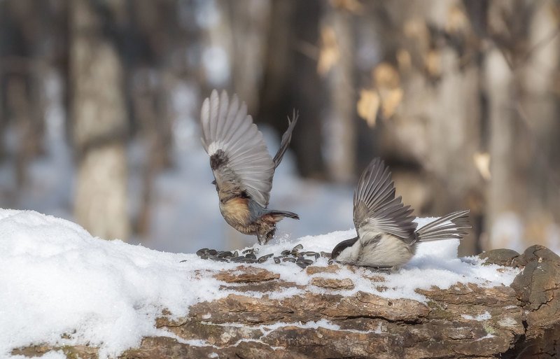 *** фото превью