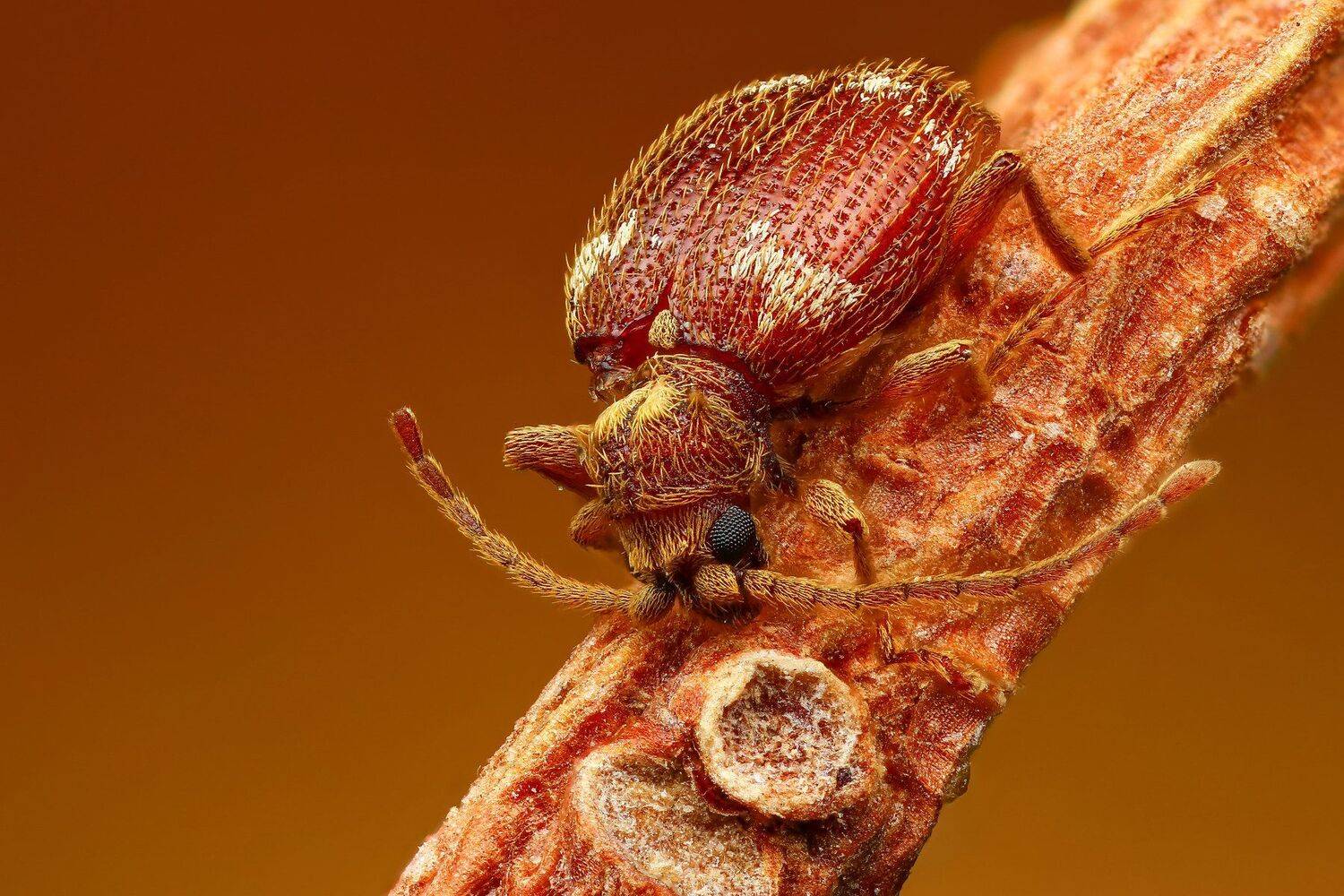 жук макро природа коричневый ветка цвет растение, Андрей Шаповалов